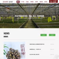 铁皮枫斗-安徽铁皮石斛花-霍山石斛图片-铁皮石斛功效与作用-安徽皖斛堂官方网站